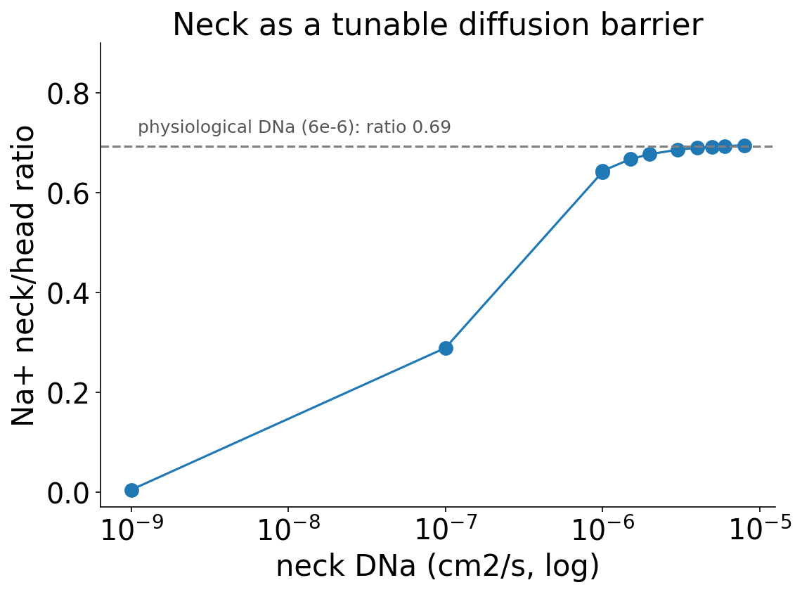 neck DNa と Na+ 透過率