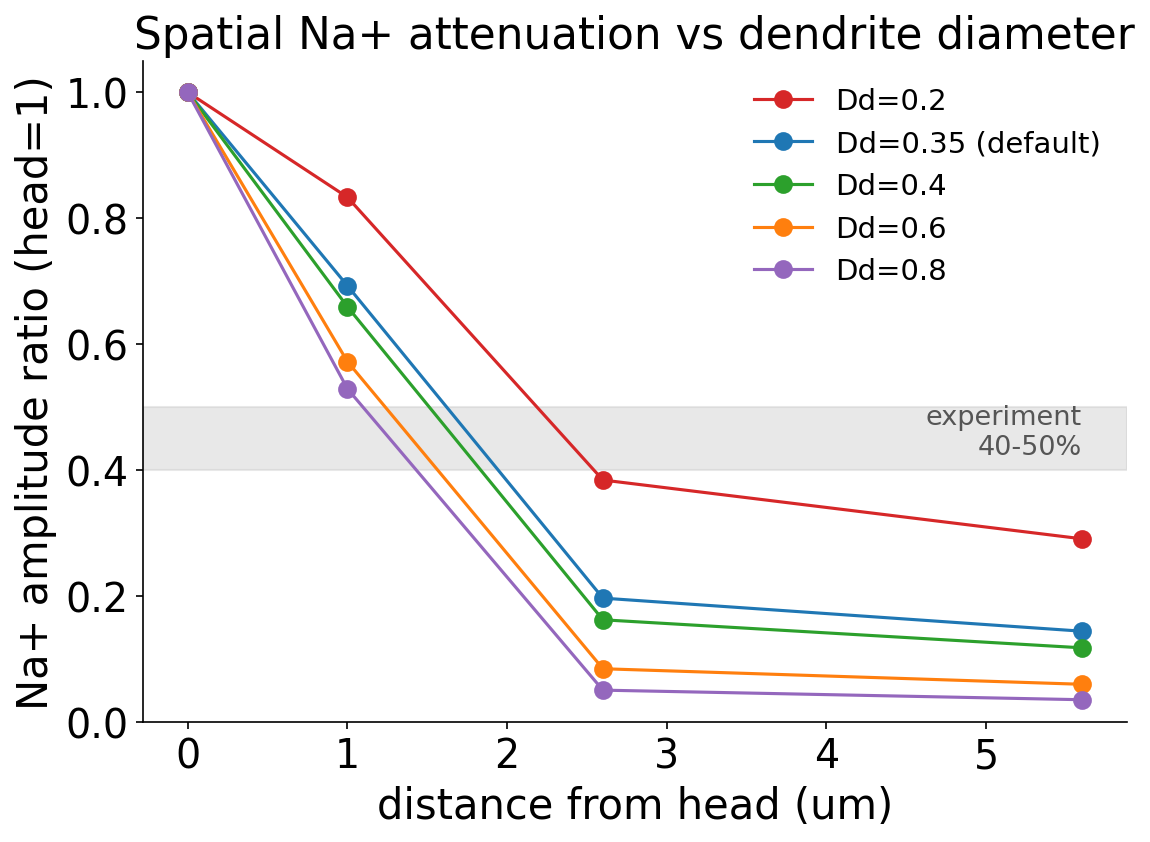 dendrite 径別の空間 Na+ 減衰